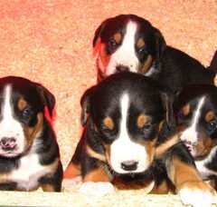 Foto 3 van de pups