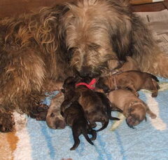 Foto 2 van de pups