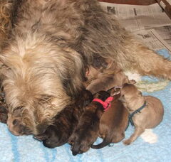 Foto 3 van de pups