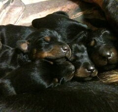 Foto 2 van de pups