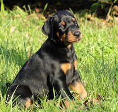 Foto 5 van de pups