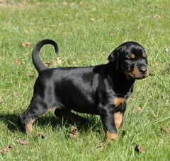 Foto 6 van de pups