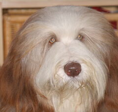 Foto 3 van Heronsplace Bearded Collies