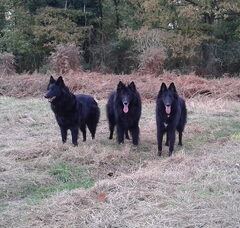 Foto 3 van Groenendaelerkennel " My Black Favorite "