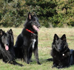 Foto 4 van Groenendaelerkennel " My Black Favorite "