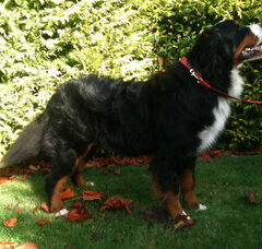 Foto 2 van de pups