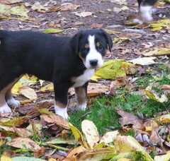 Foto 4 van de pups