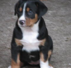 Foto 5 van de pups