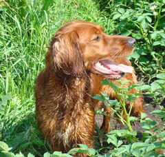 Foto 2 van de pups