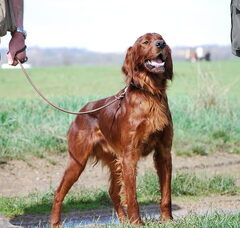 Foto 3 van de pups