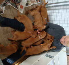Foto 4 van de pups