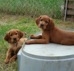 Foto 5 van de pups