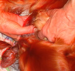 Foto 6 van de pups