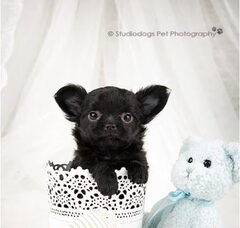 Foto 3 van chikechihuahua