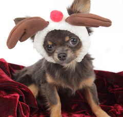 Foto 4 van chikechihuahua
