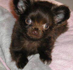 Foto 5 van chikechihuahua