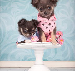 Foto 6 van chikechihuahua