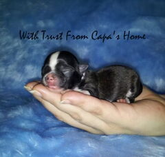 Foto 3 van de pups