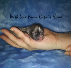 Foto 4 van de pups