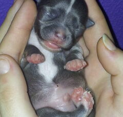 Foto 5 van de pups