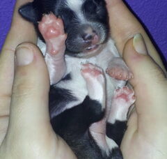 Foto 6 van de pups