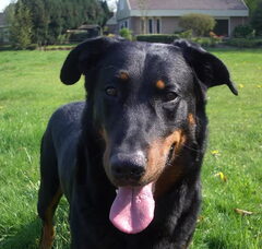 Foto 3 van Admirable chien