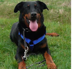 Foto 4 van Admirable chien