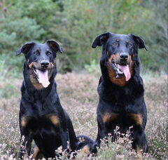 Foto 5 van Admirable chien