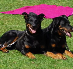 Foto 6 van Admirable chien