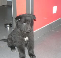 Foto 4 van de pups
