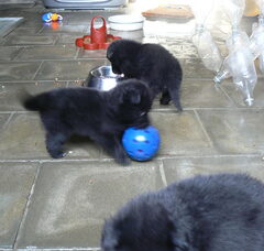 Foto 5 van de pups