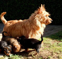 Foto 2 van de pups