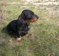 Foto 3 van Le Grand Coeur