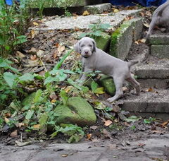 Foto 2 van de pups