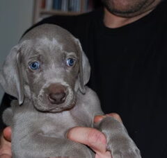 Foto 3 van de pups