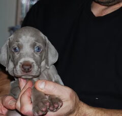 Foto 4 van de pups