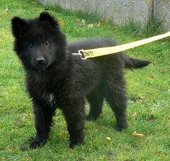 Foto 6 van de pups