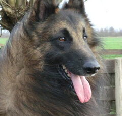 Foto 2 van de pups