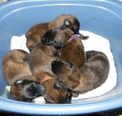Foto 3 van de pups