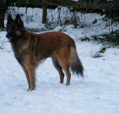 Foto 7 van de pups