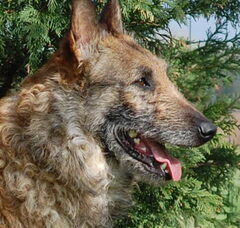 Foto 2 van de pups