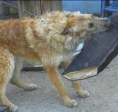 Foto 4 van de pups