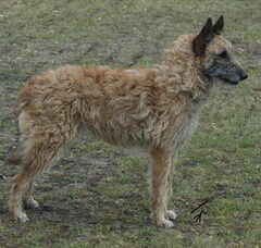 Foto 5 van de pups