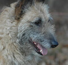 Foto 6 van de pups