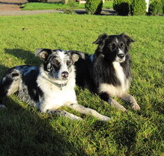 Foto 3 van de pups