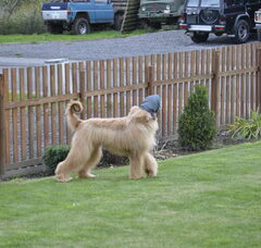 Foto 2 van de pups