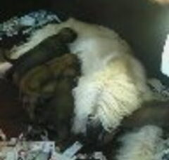 Foto 3 van de pups