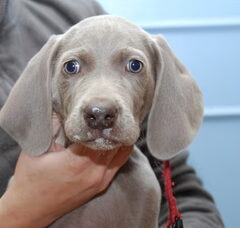 Foto 6 van de pups