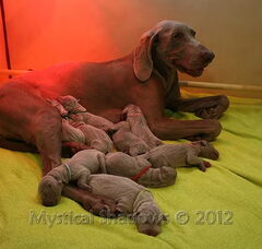 Foto 2 van de pups