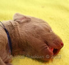Foto 3 van de pups
